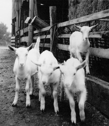 Tony won many prizes for his goats, including this set of quadruplets.