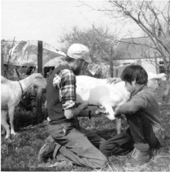 Tony and Jeff trimming the goats hooves.